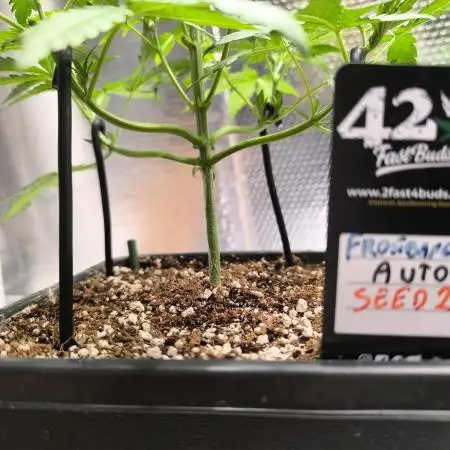 Frostbanger Auto LED