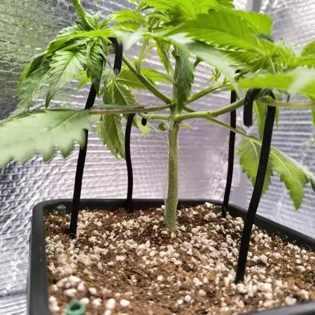 Black Opium Auto LED