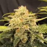 Frostbanger Auto LED