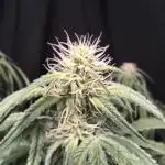 Black Opium Auto LED