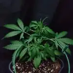 Gelonade Auto LED