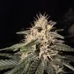 Frostbanger Auto LED