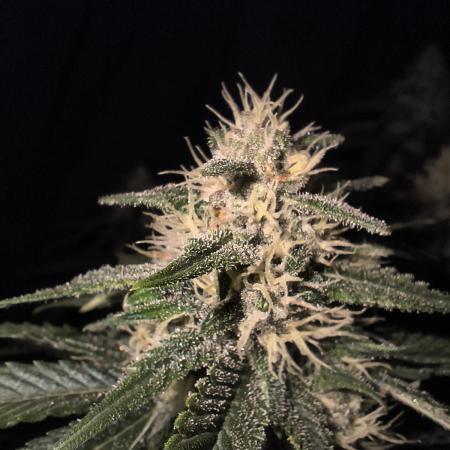 Frostbanger Auto LED