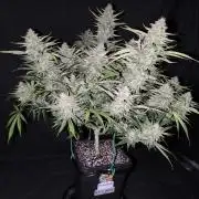 Black Opium Auto LED