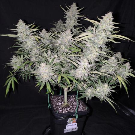 Black Opium Auto LED