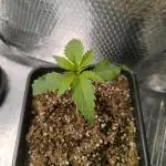 Black Opium Auto LED