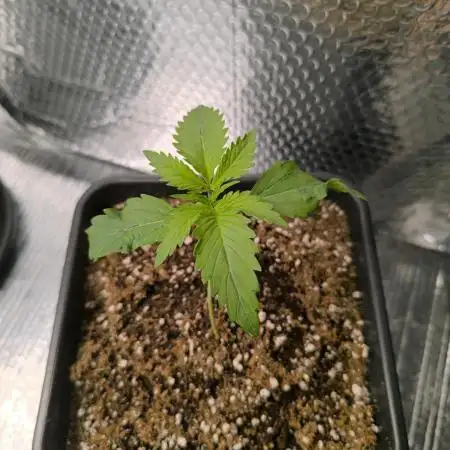 Black Opium Auto LED
