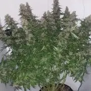 Amnesia Haze Auto LED