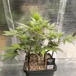 Frostbanger Auto LED