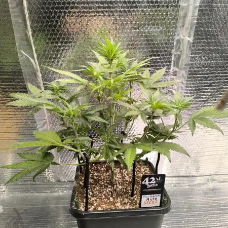 Frostbanger Auto LED