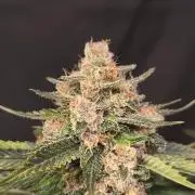 Frostbanger Auto LED