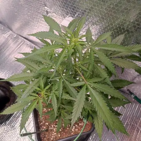 Gelonade Auto LED