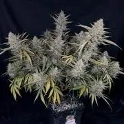 Black Opium Auto LED