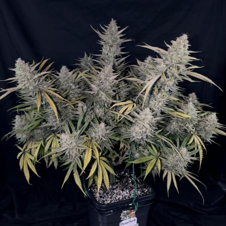 Black Opium Auto LED