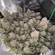 Sticky Broccoli Auto LED Eternity GC-26