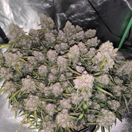 Sticky Broccoli Auto LED Eternity GC-26