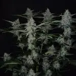 Runtz Auto LED
