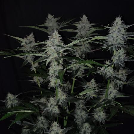 Runtz Auto LED
