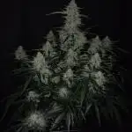 Gelonade Auto LED