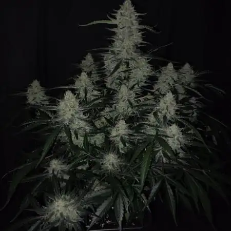 Gelonade Auto LED