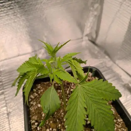 Black Opium Auto LED
