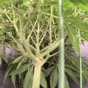 Black Opium Auto LED