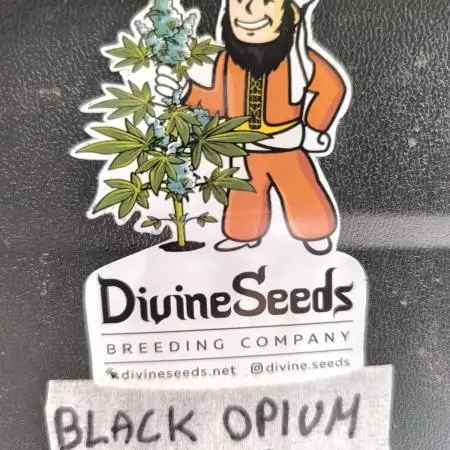 Black Opium Auto LED