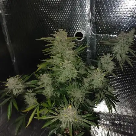 Green Cure CBD F1 Auto LED