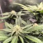 Frostbanger Auto LED