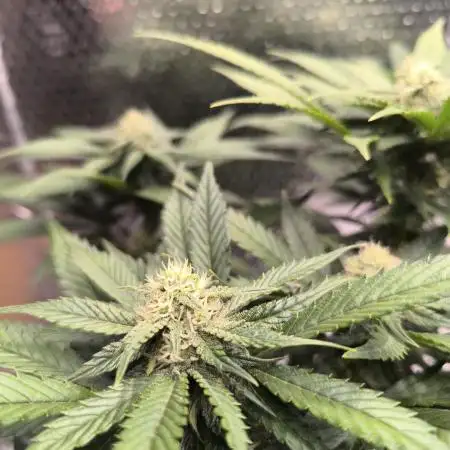 Frostbanger Auto LED