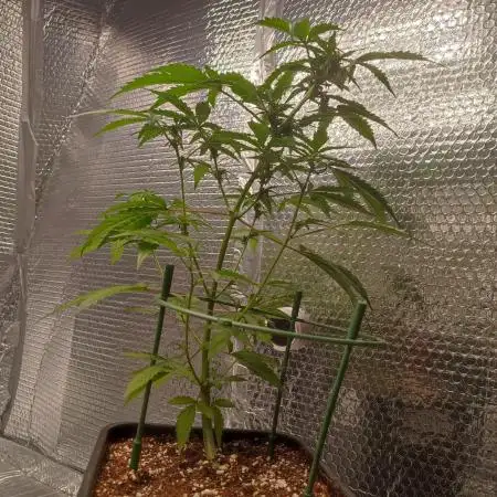 Green Cure CBD F1 Auto LED