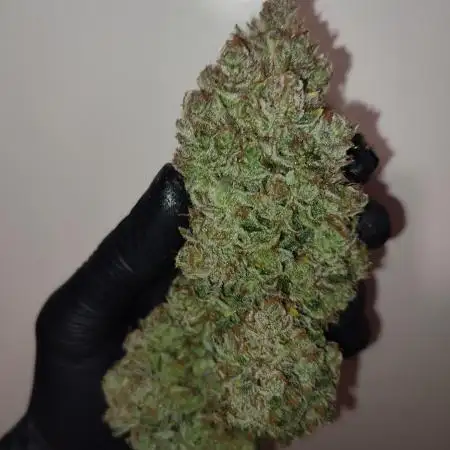 Gelonade Auto LED