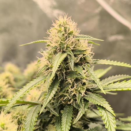 Sticky Broccoli Auto LED Eternity GC-26