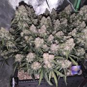 Sticky Broccoli Auto LED Eternity GC-26