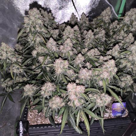 Sticky Broccoli Auto LED Eternity GC-26