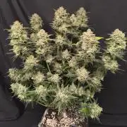Frostbanger Auto LED