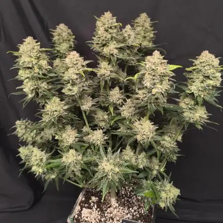 Frostbanger Auto LED