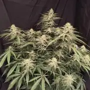 Black Opium Auto LED