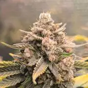 Frostbanger Auto LED