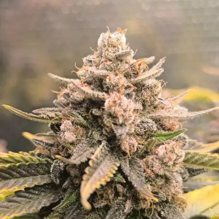 Frostbanger Auto LED