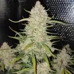 Gelonade Auto LED