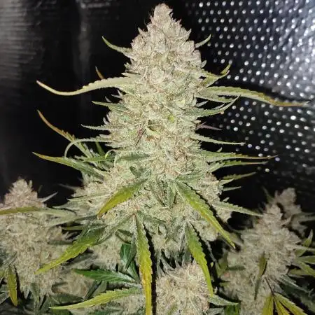 Gelonade Auto LED