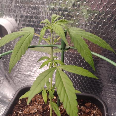 Runtz Auto LED