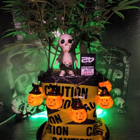 Frostbanger Auto LED