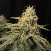 Black Opium Auto LED