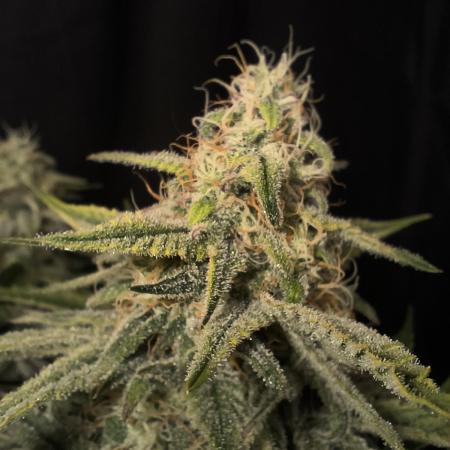 Black Opium Auto LED