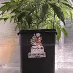 Black Opium Auto LED