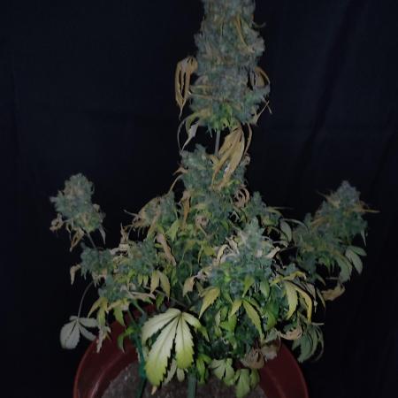 CBD 20:1 Auto LED
