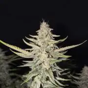 Black Opium Auto LED