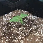 Grow #1 - Purple Punch (photo)